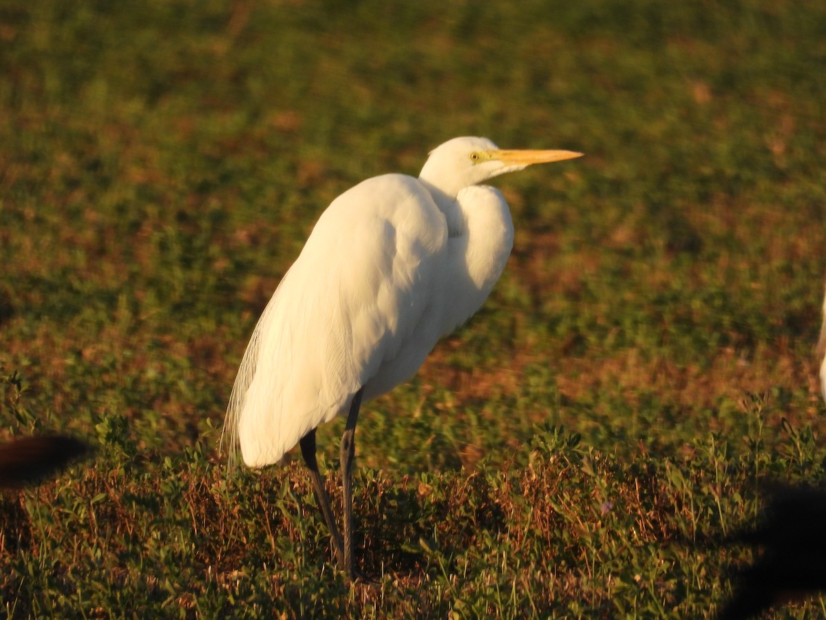 Snowy Egret - ML645587037