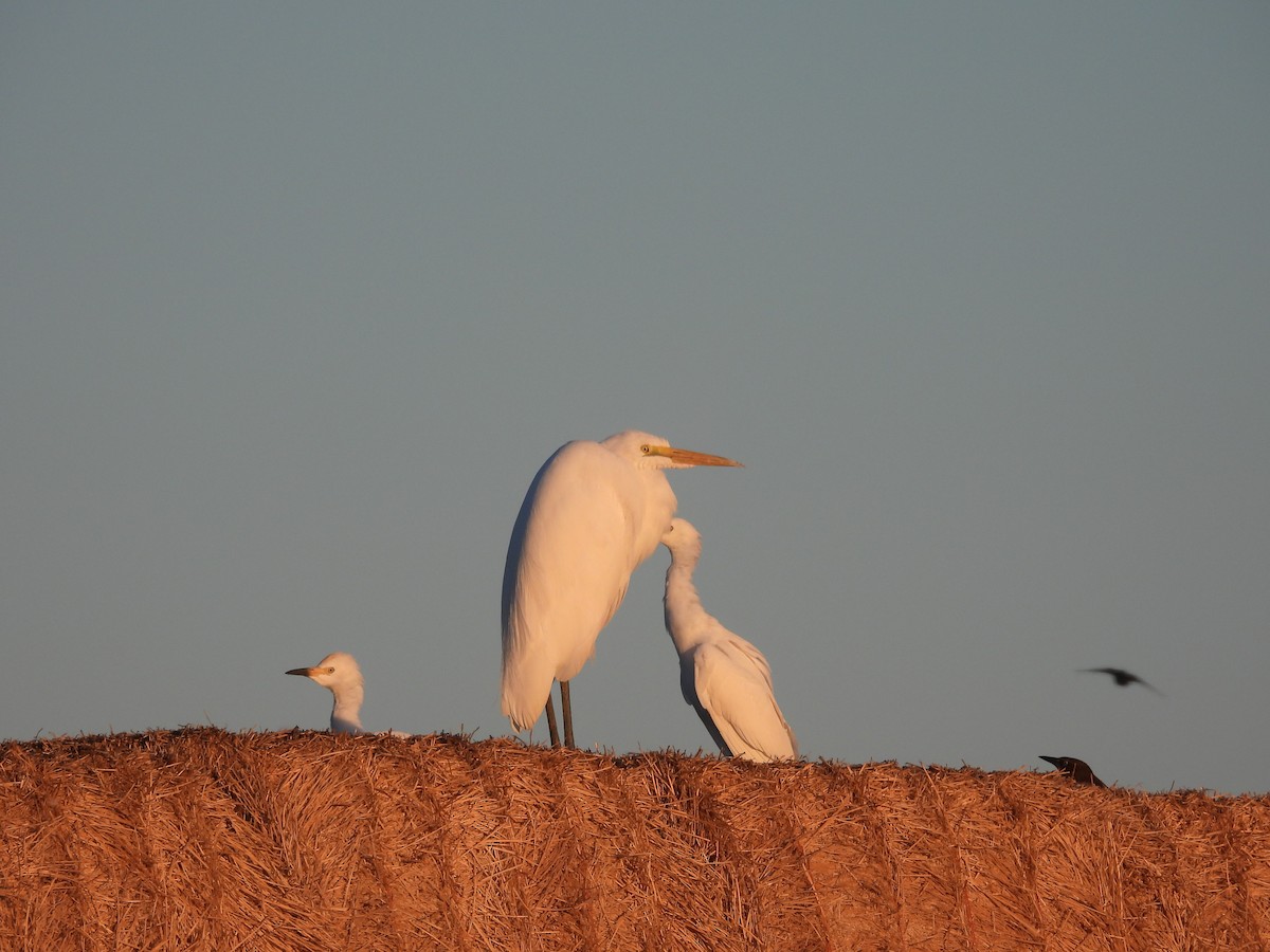 Snowy Egret - ML645587038
