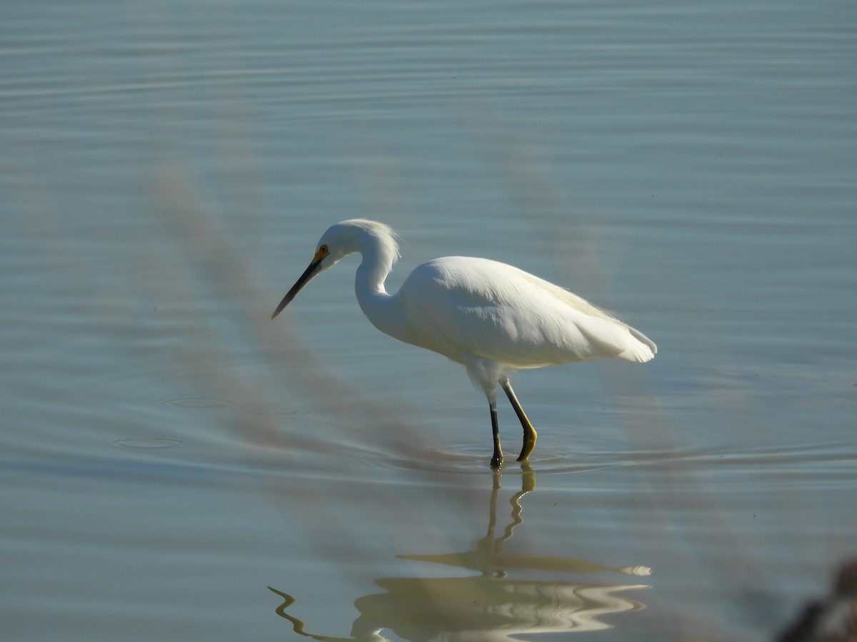 Snowy Egret - ML645587039