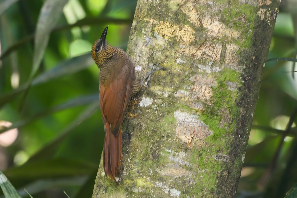 Дереволаз північний - ML645587040