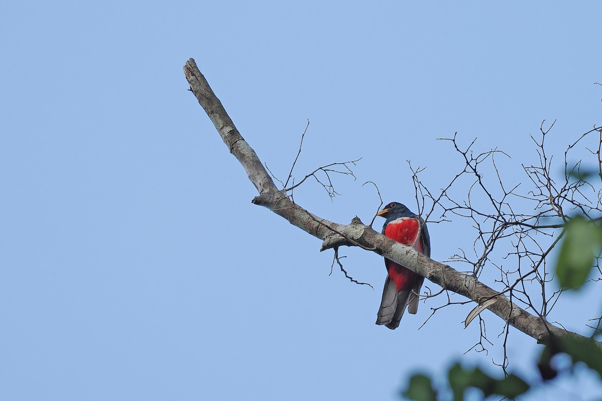 Трогон чорнохвостий - ML645587041