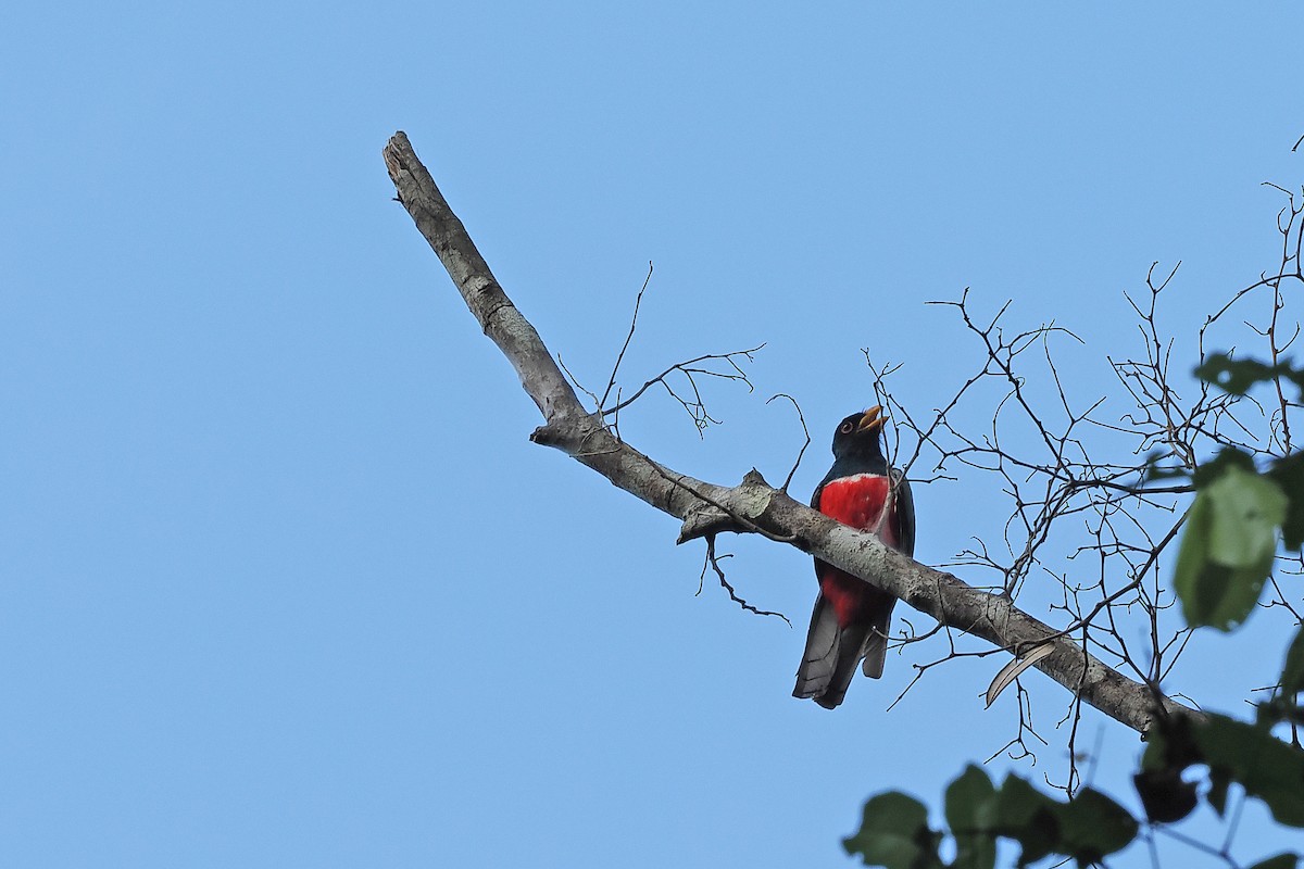 Трогон чорнохвостий - ML645587042