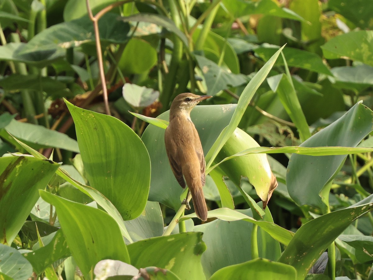 Очеретянка східна - ML645587043