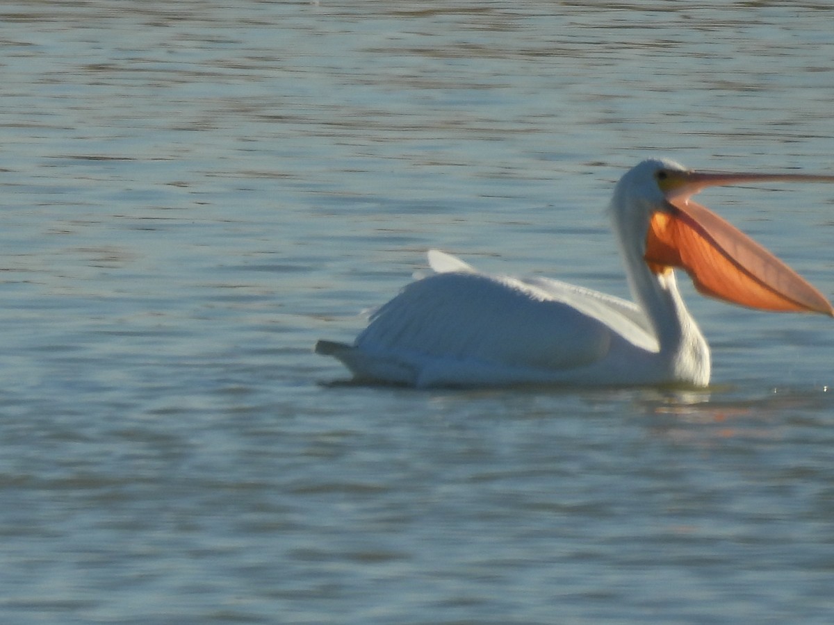 American White Pelican - ML645587044