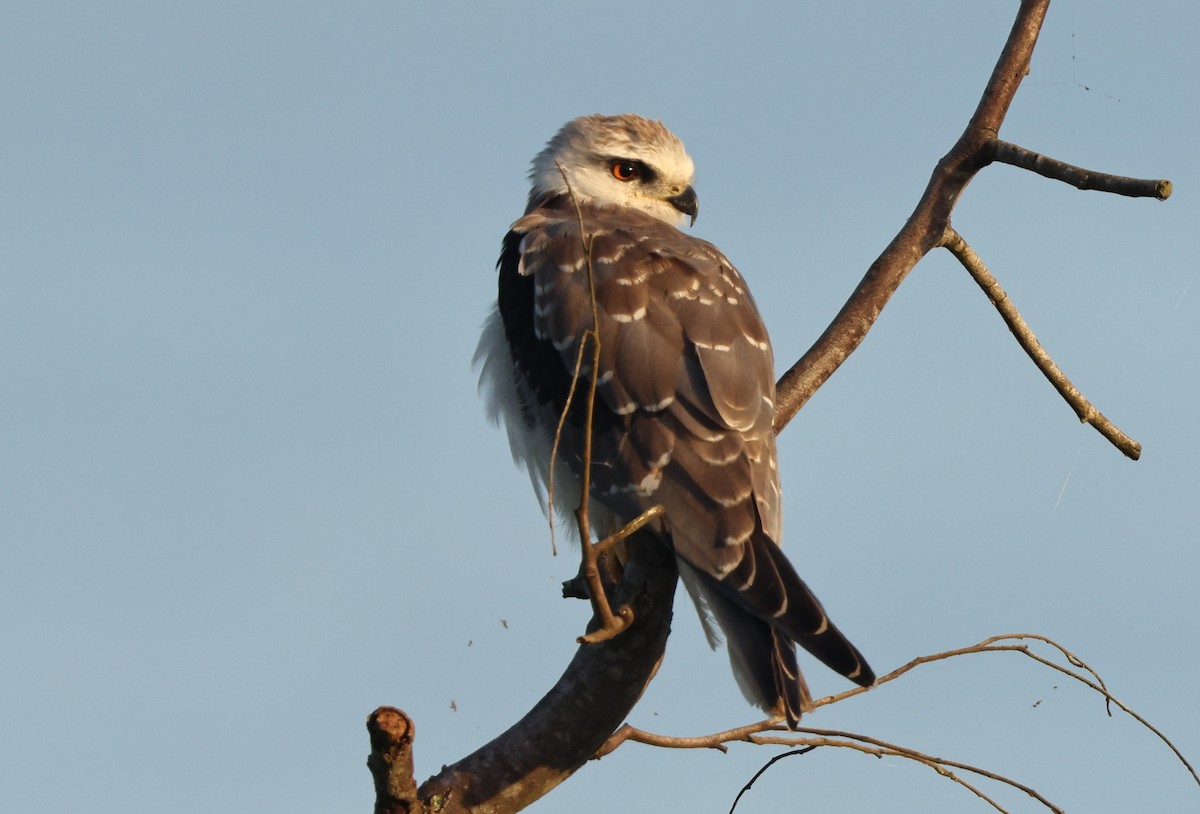 Шуліка чорноплечий - ML645587046