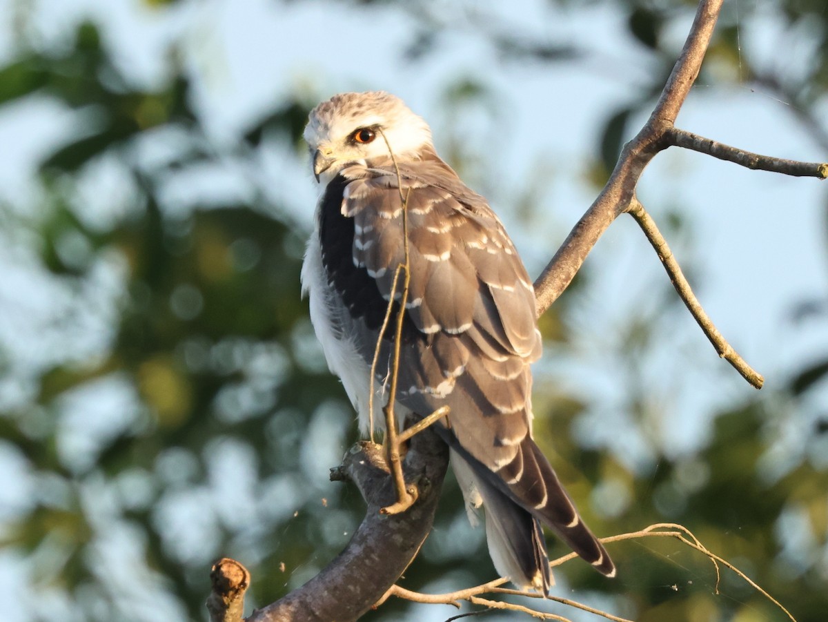 Шуліка чорноплечий - ML645587047