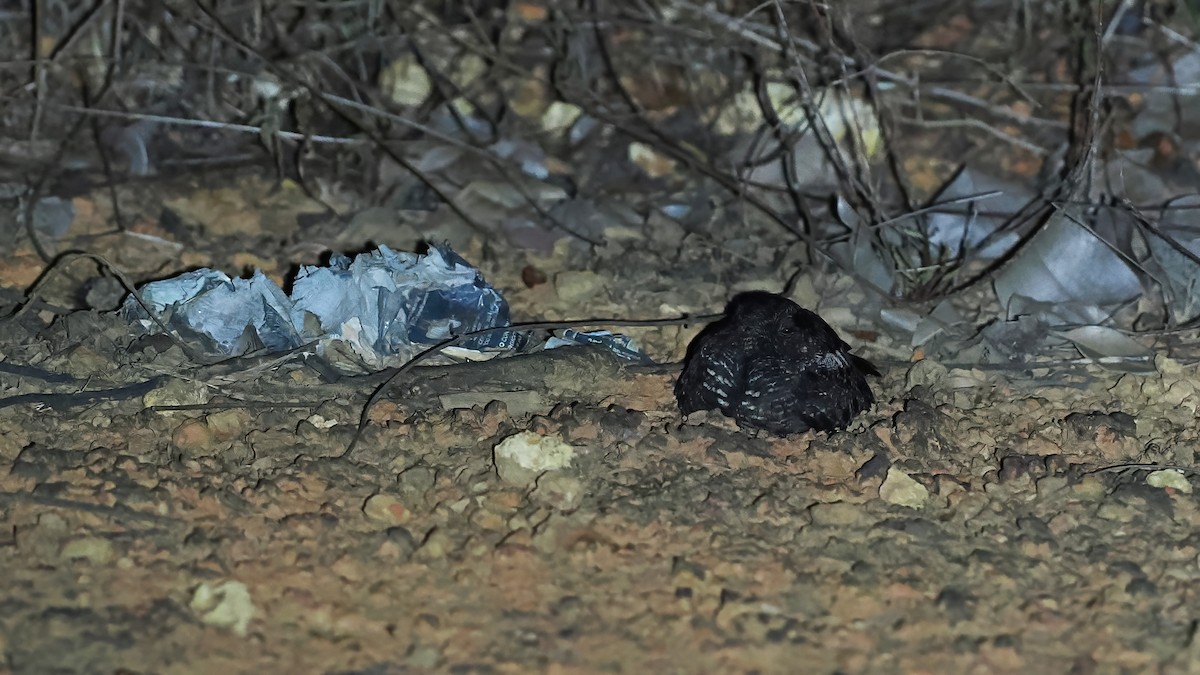 Дрімлюга траурний - ML645587048