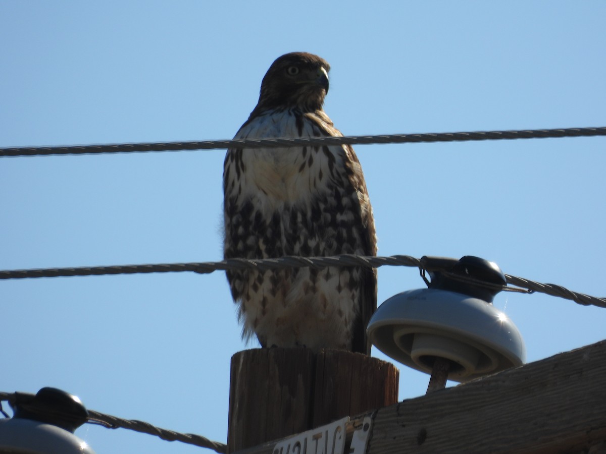 Red-tailed Hawk - ML645587049