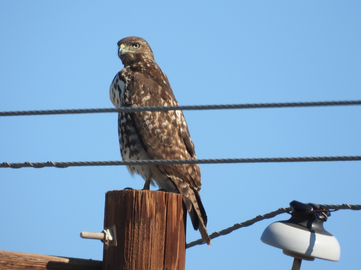 Red-tailed Hawk - ML645587050