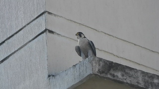 Сапсан - ML645587051