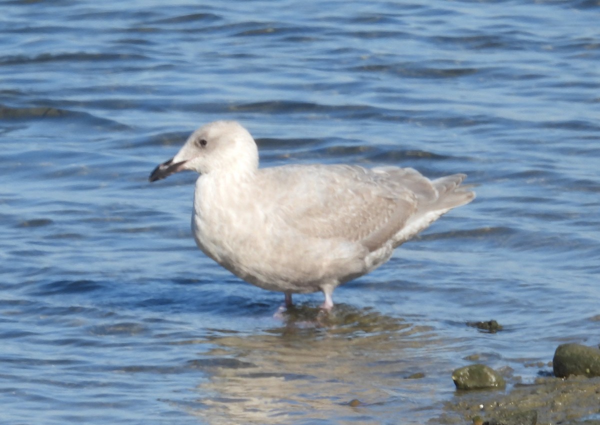 Мартин берингійський - ML645587052