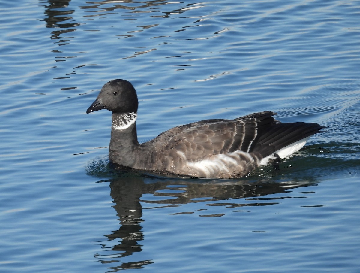 Казарка чорна - ML645587053