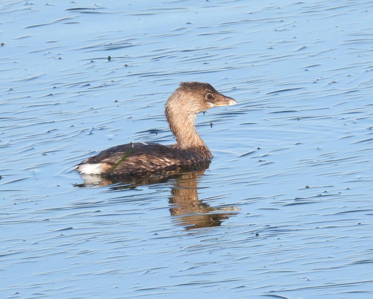 Крижень звичайний - ML645587054