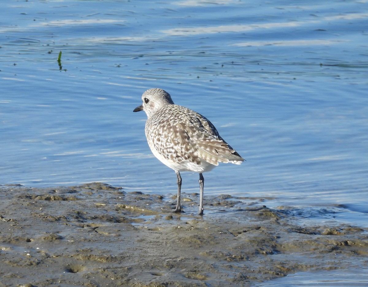 Крижень звичайний - ML645587055