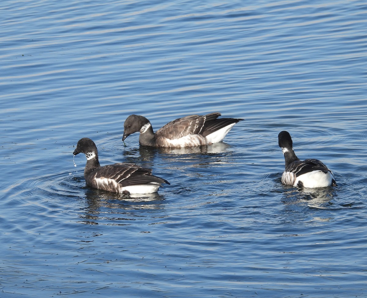 Казарка чорна - ML645587056