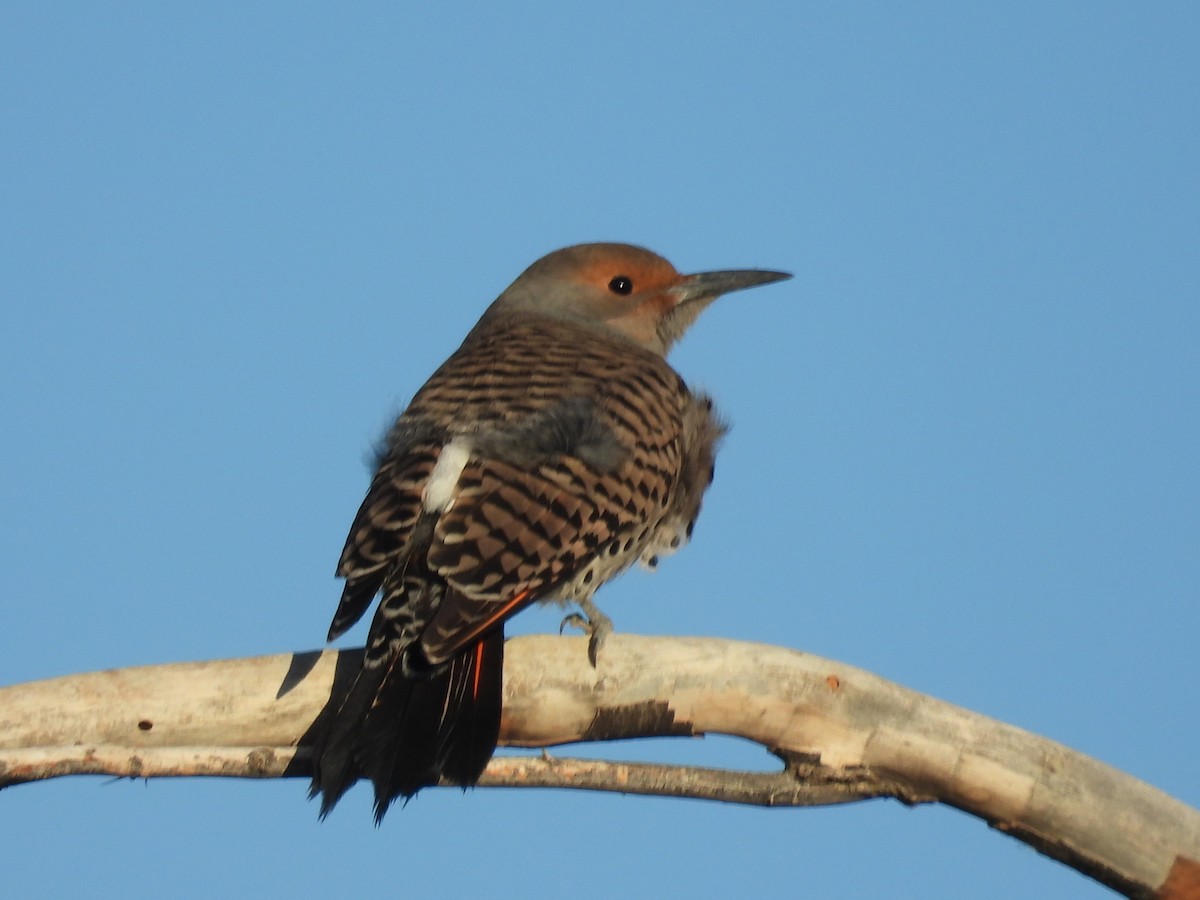 Northern Flicker - ML645587057
