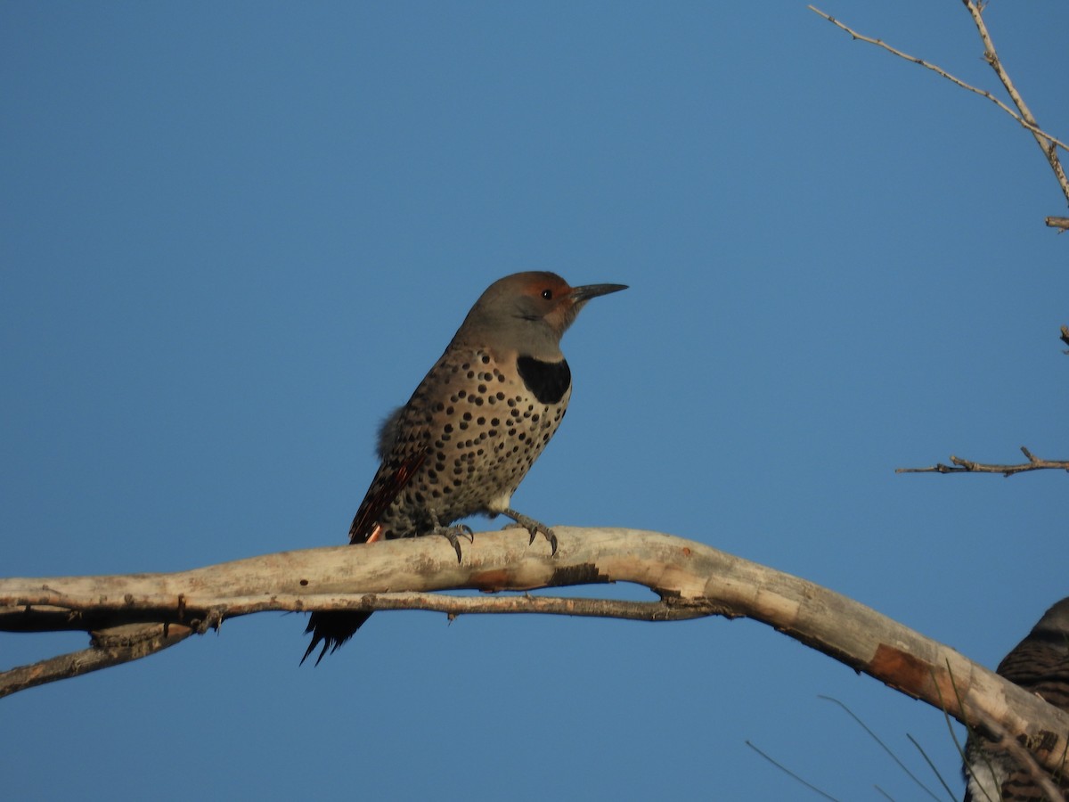 Northern Flicker - ML645587058