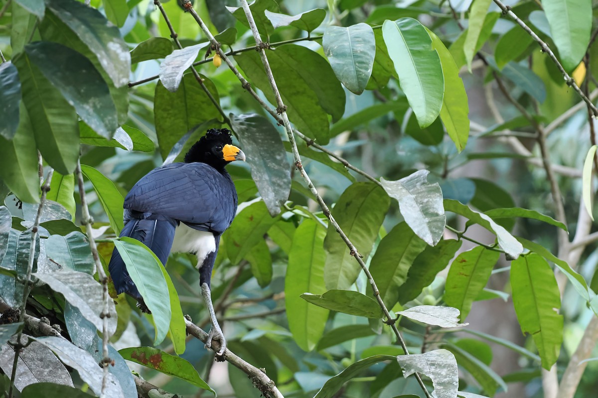 Кракс тонкодзьобий - ML645587059