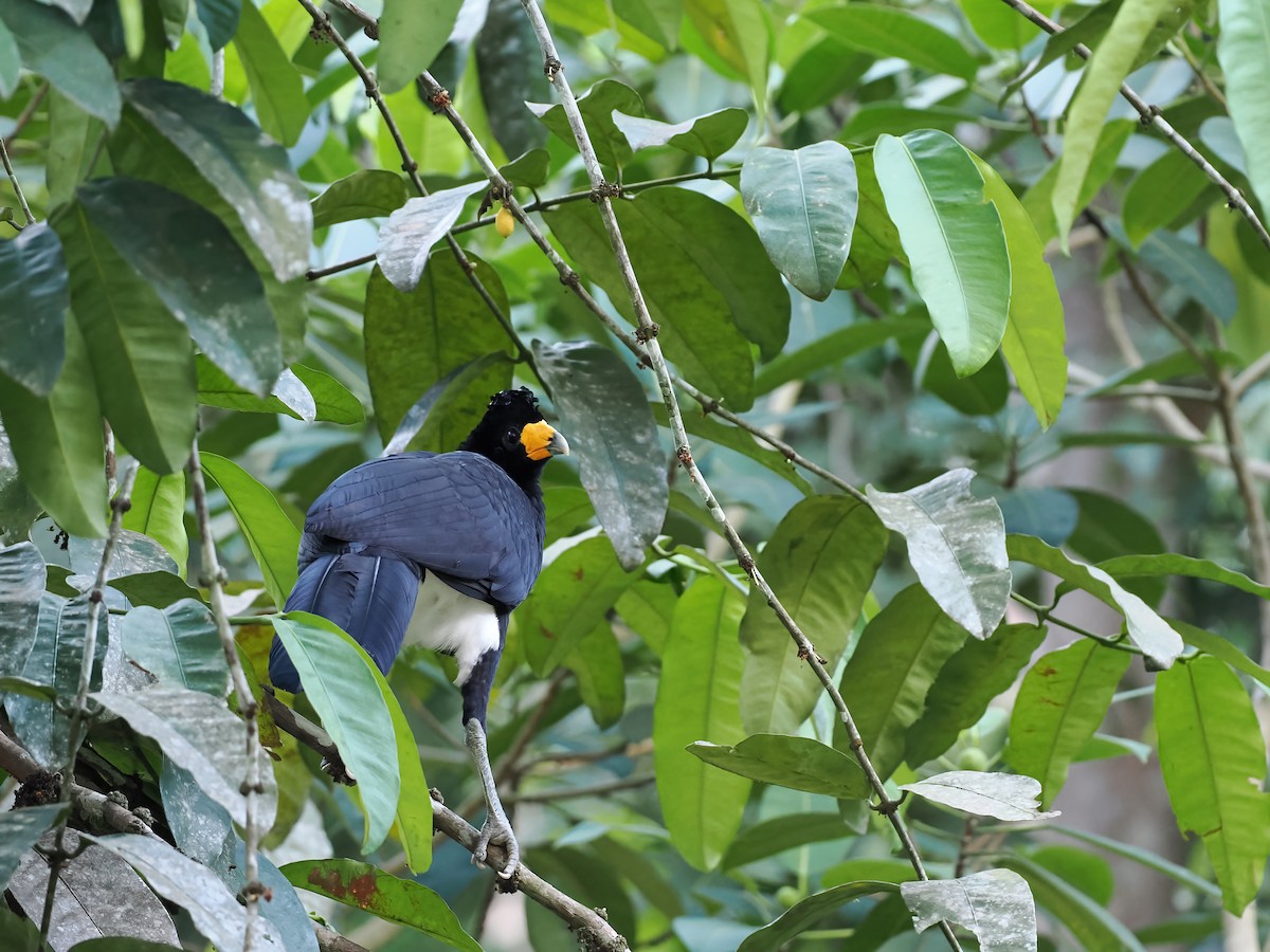 Кракс тонкодзьобий - ML645587060