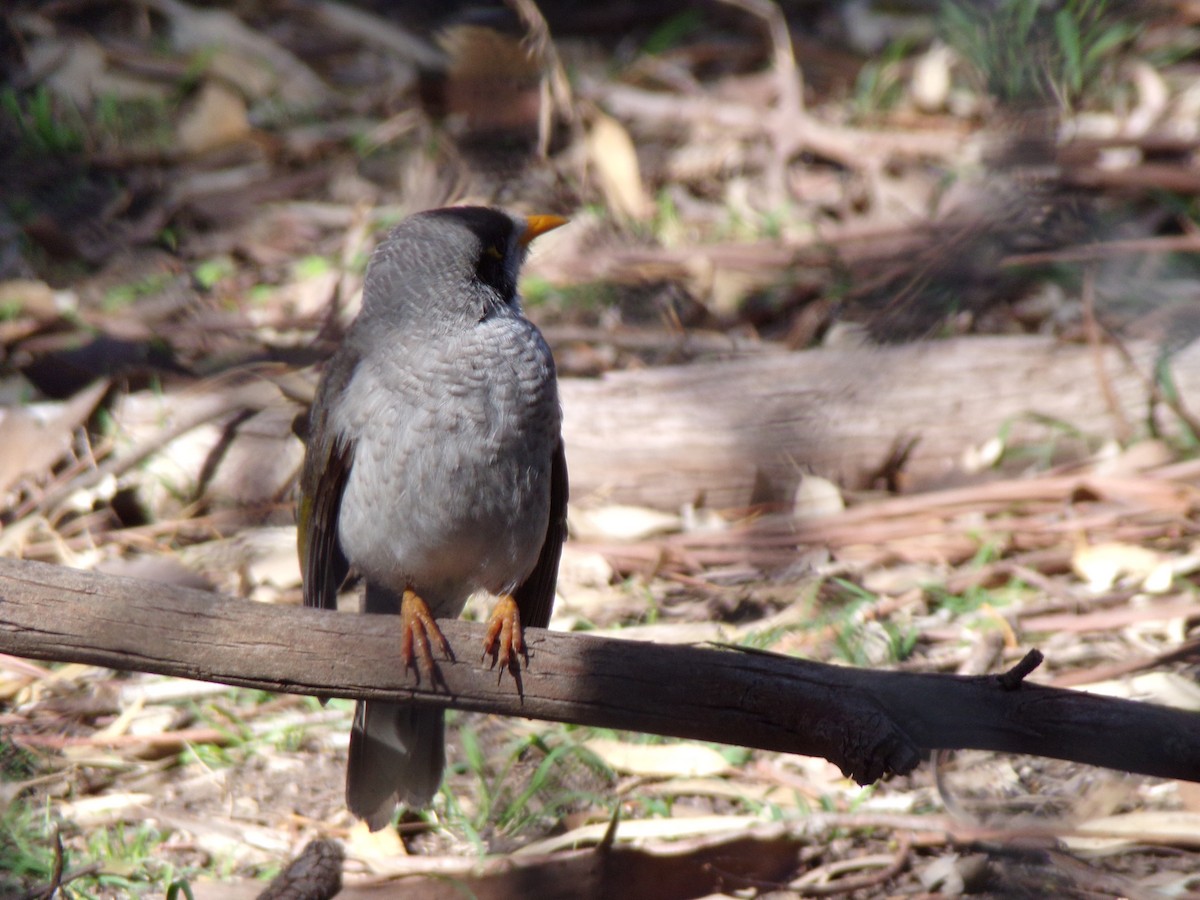 Манорина маскова - ML645587061