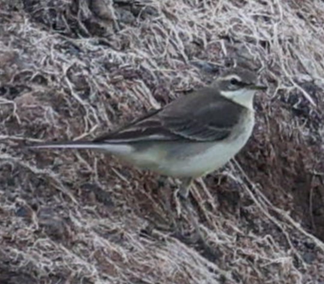 konipas východní - ML645587062