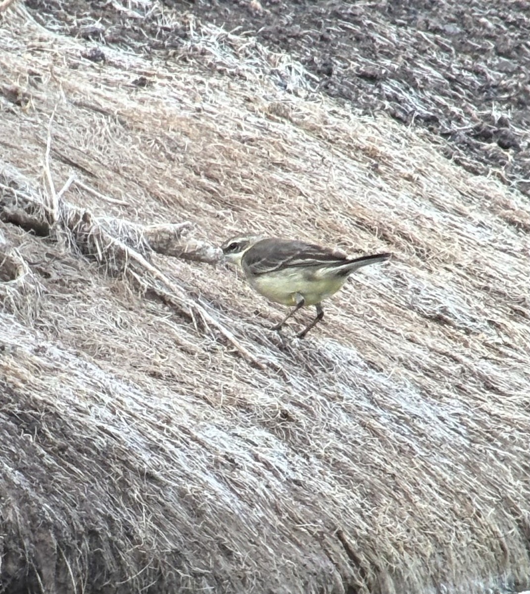 konipas východní - ML645587063