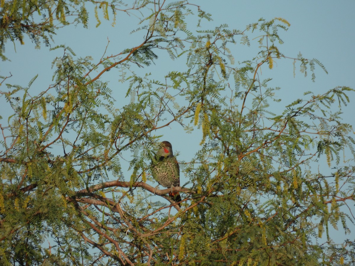 Northern Flicker - ML645587069