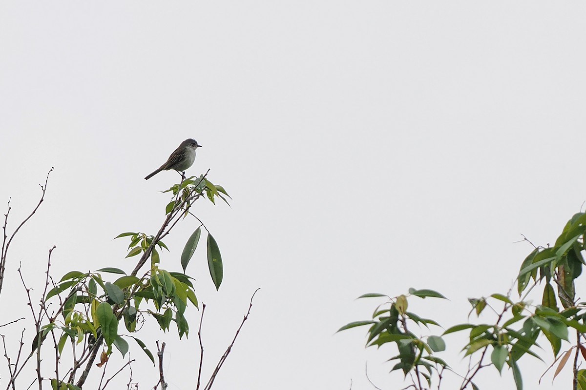 Forest Elaenia - ML645587070