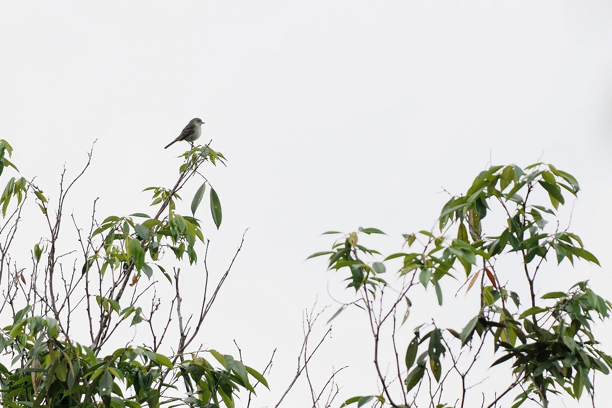 Forest Elaenia - ML645587071