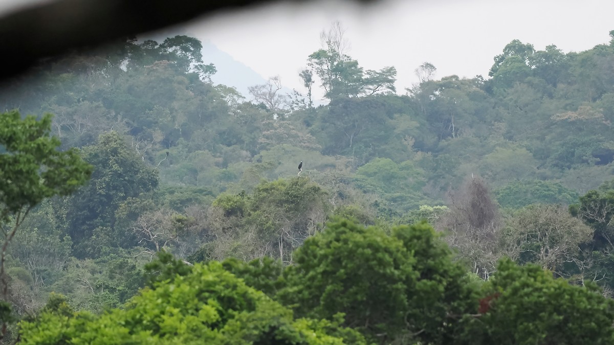 Crested Eagle - ML645587078