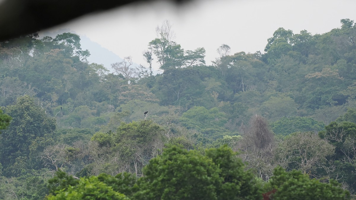 Crested Eagle - ML645587079