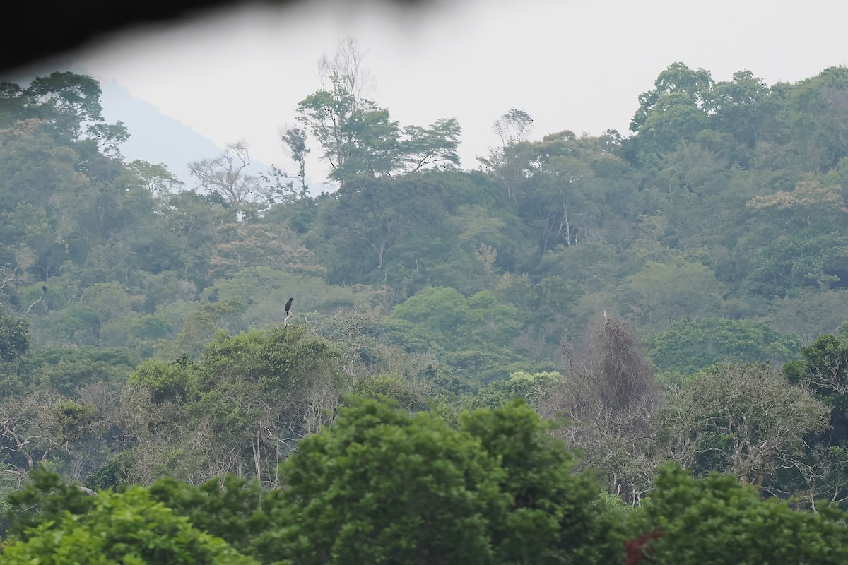 Crested Eagle - ML645587080