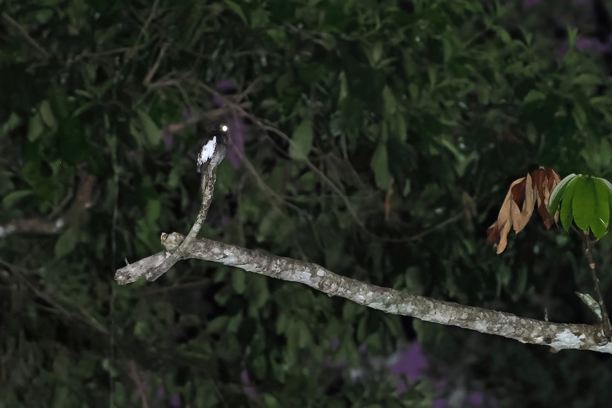 White-winged Potoo - ML645587085