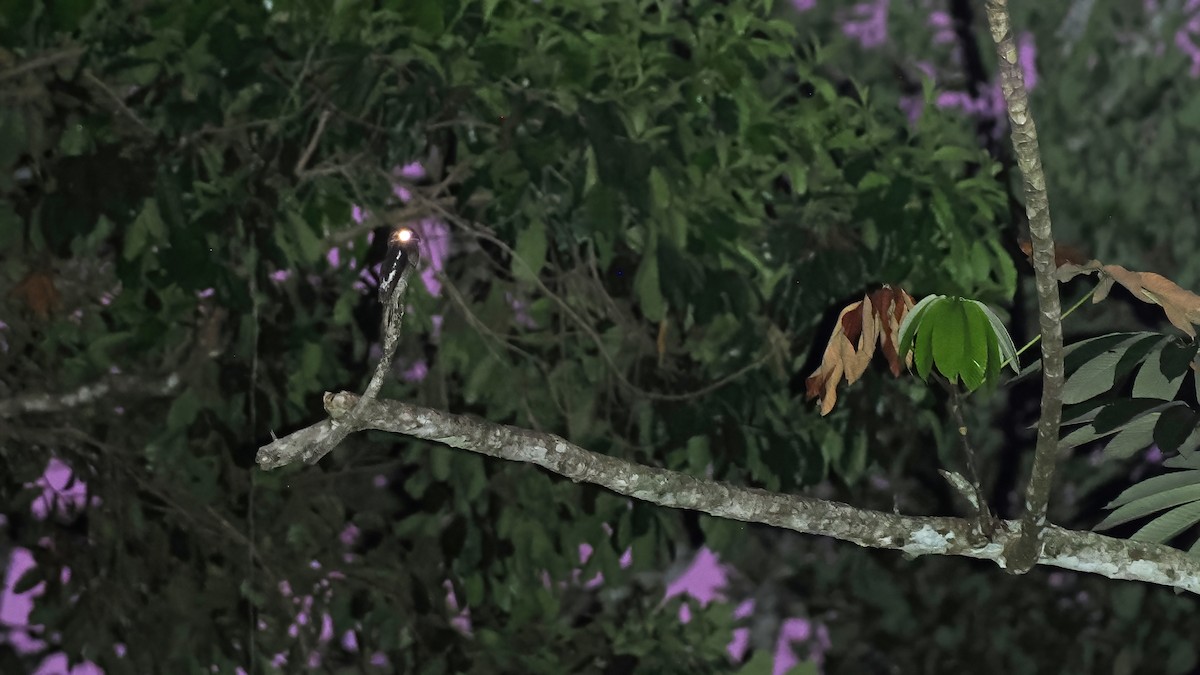 White-winged Potoo - ML645587086