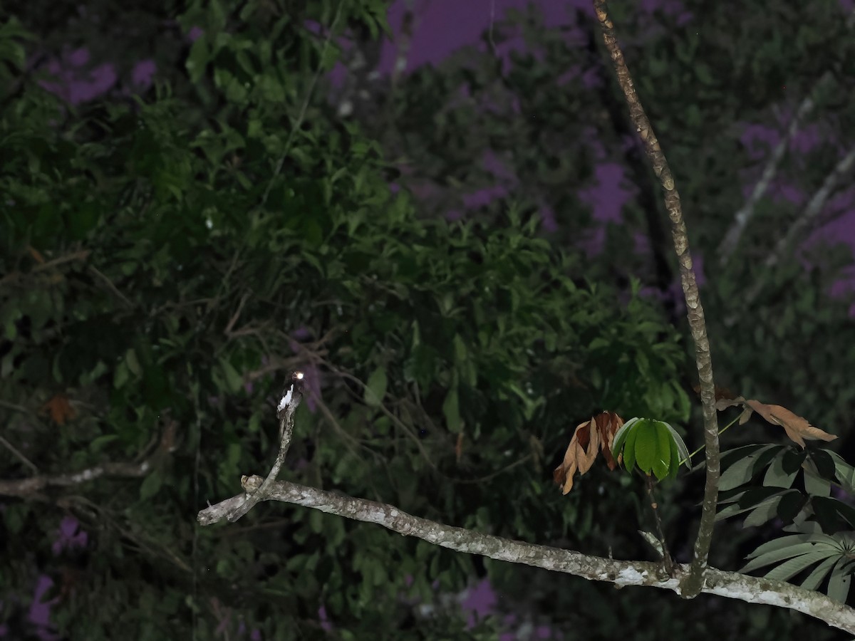 White-winged Potoo - ML645587087