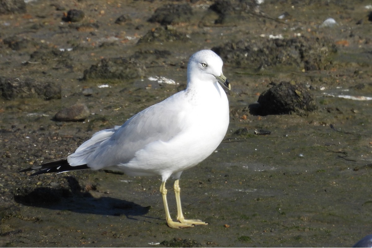 Ring-billed Gull - ML645587091