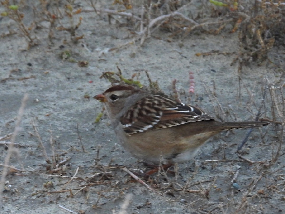 White-crowned Sparrow - ML645587092