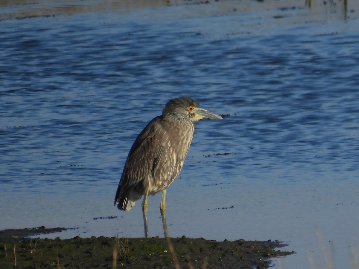 Yellow-crowned Night Heron - ML645587094