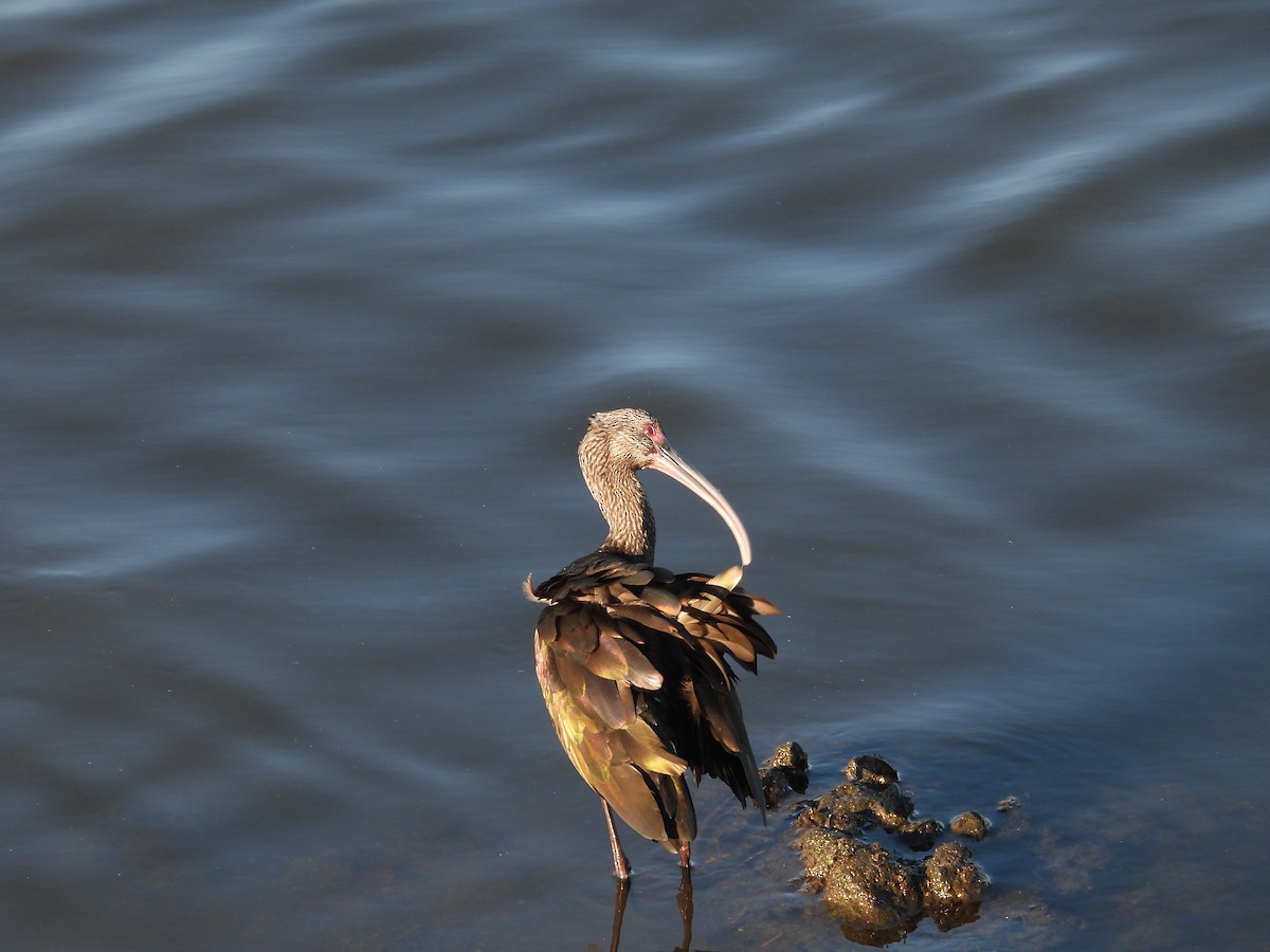 White-faced Ibis - ML645587095