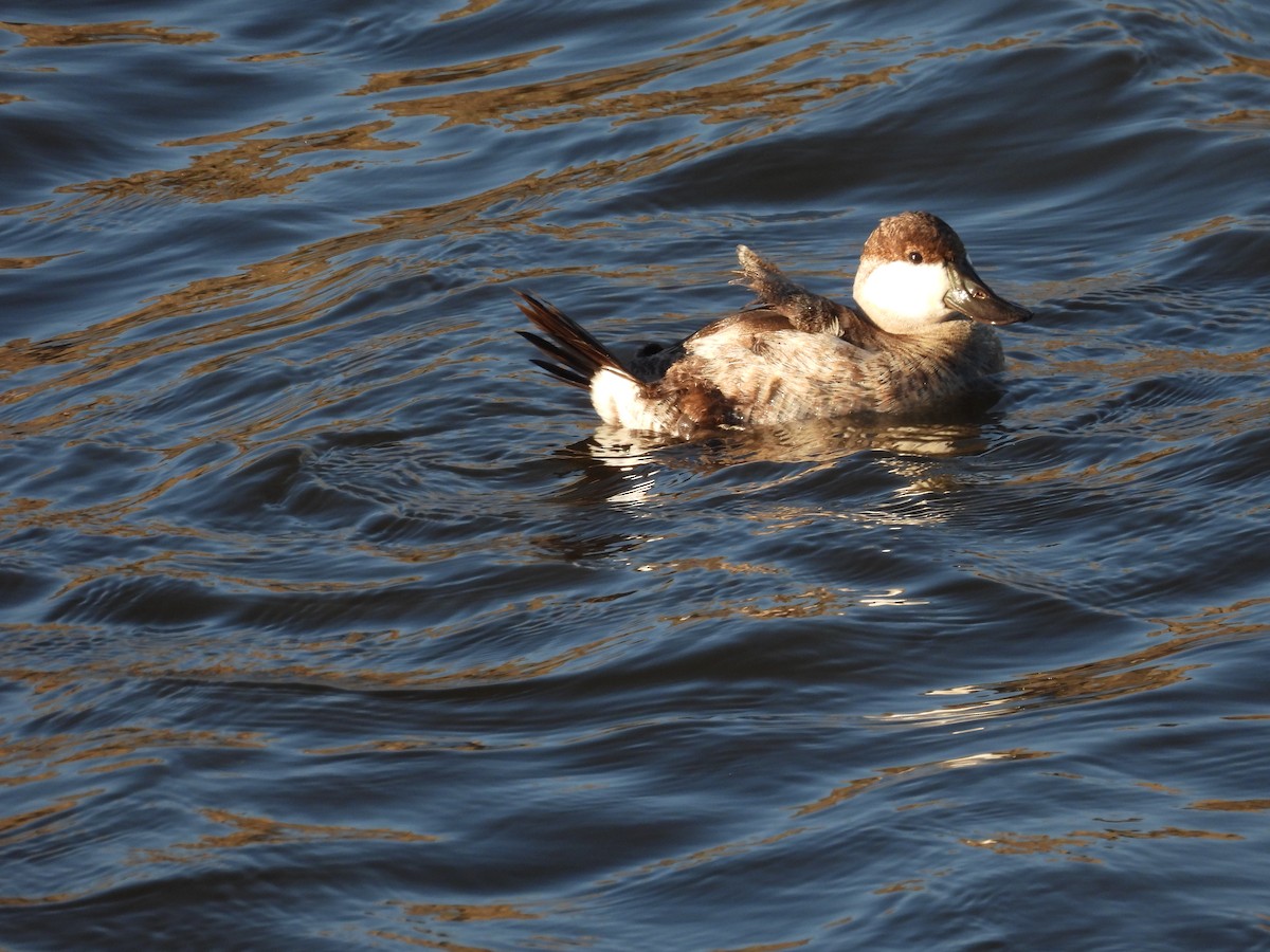 Ruddy Duck - ML645587096