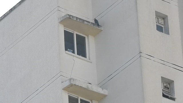 Peregrine Falcon - ML645587098