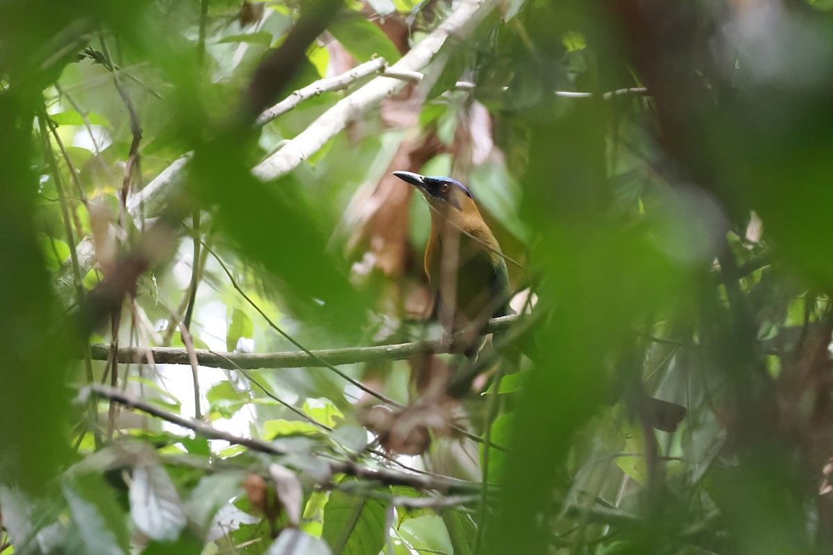 Amazonian Motmot - ML645587099