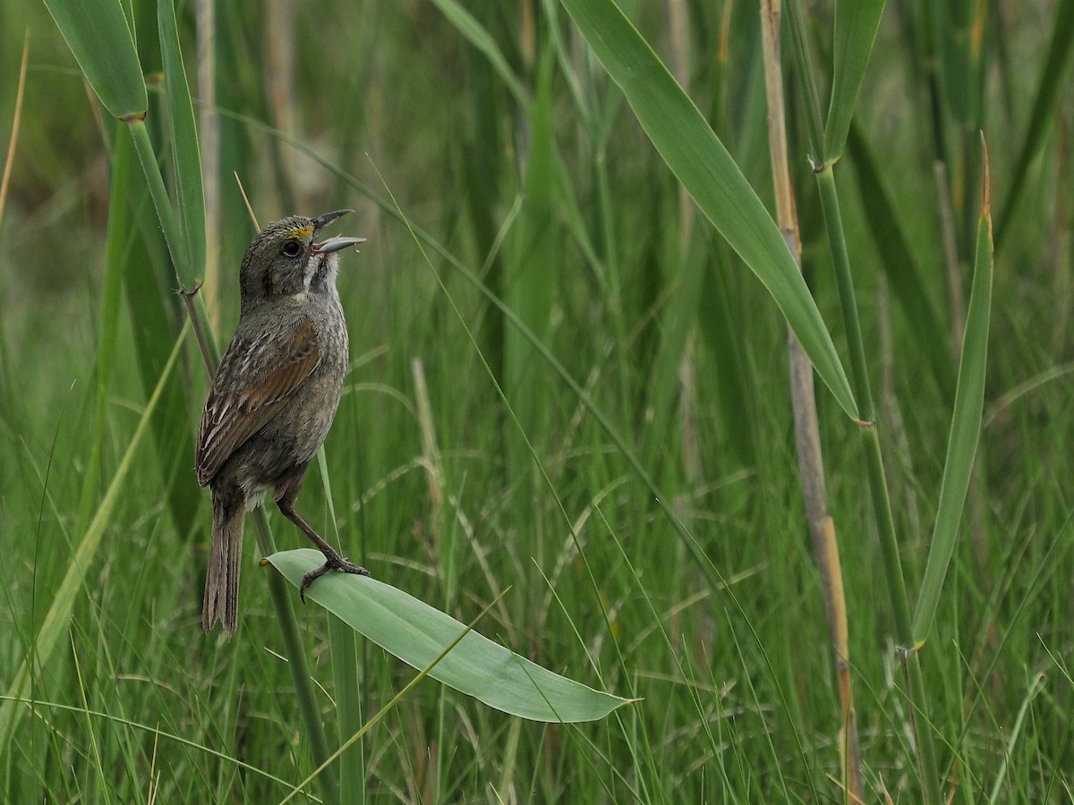 Seaside Sparrow (Atlantic) - ML645587100