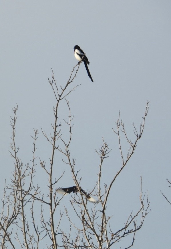 Eurasian Magpie - ML645587112