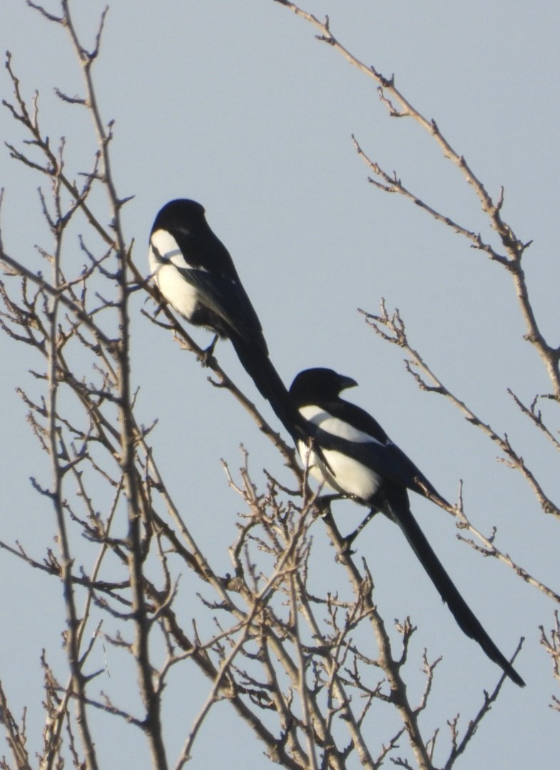 Eurasian Magpie - ML645587113