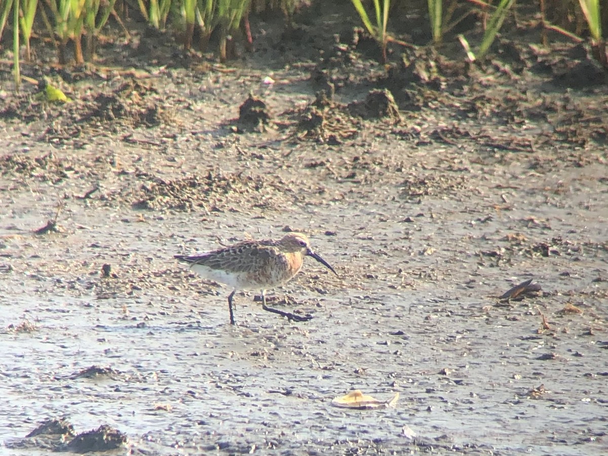 Curlew Sandpiper - ML645587115