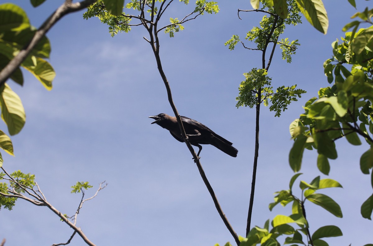 House Crow - ML645587117