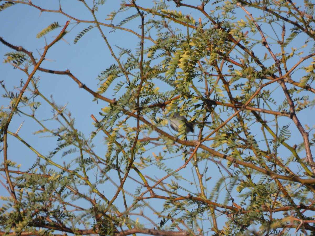 Black-tailed Gnatcatcher - ML645587118