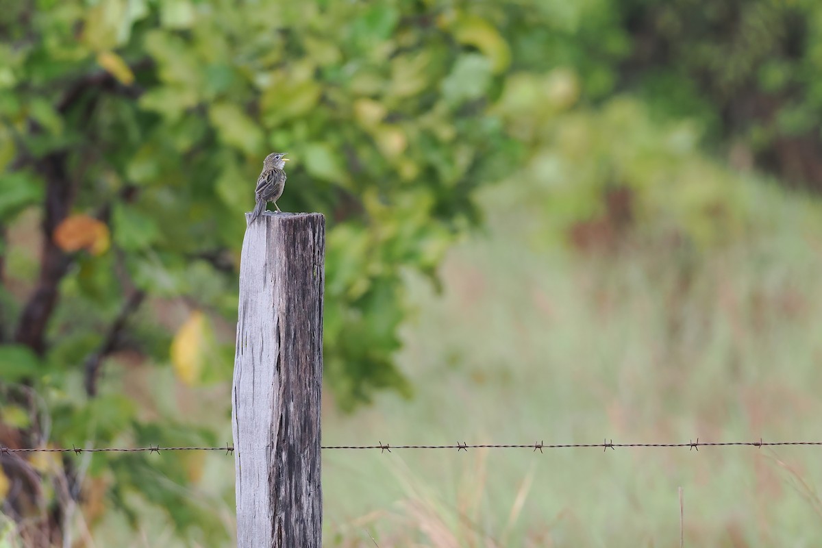 Wedge-tailed Grass-Finch - ML645587123