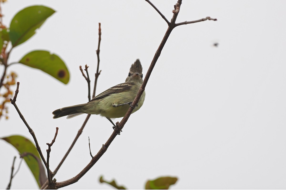 Plain-crested Elaenia - ML645587125